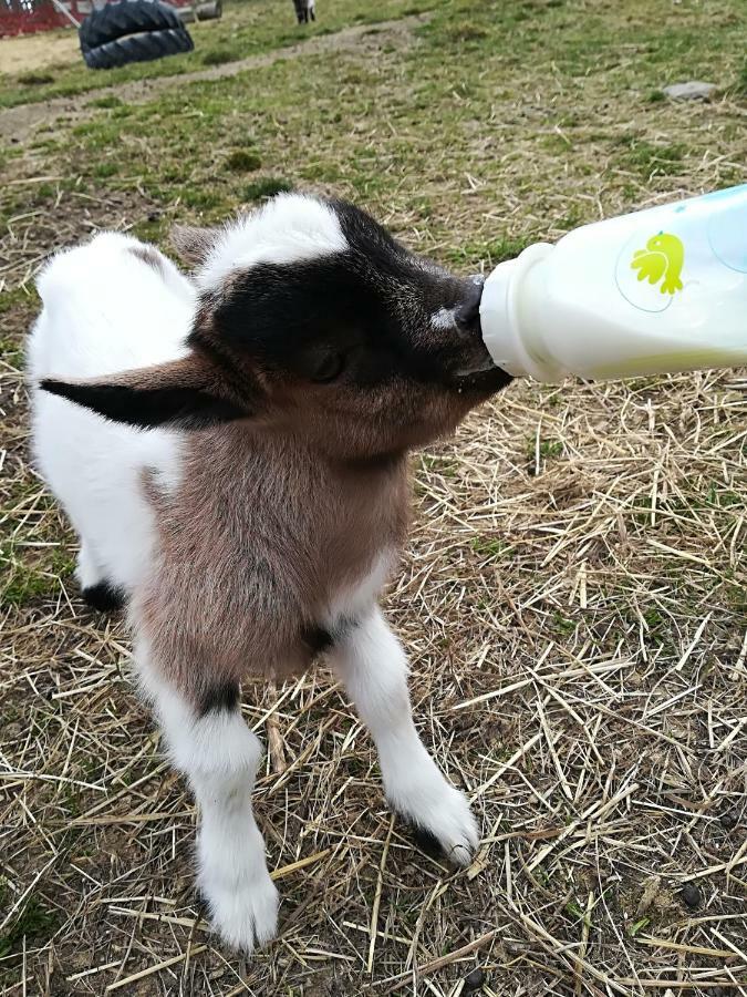 Farma Ranch Jelemek Leilighet Nebahovy Eksteriør bilde